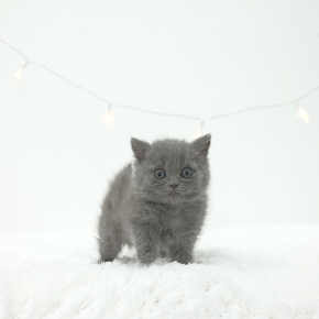 브리티쉬숏헤어