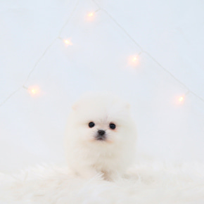 포메라니안