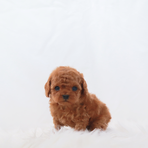푸들