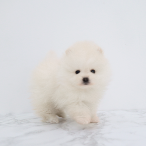 포메라니안