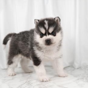 시베리안허스키
