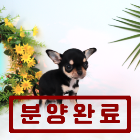 치와와