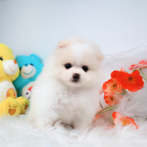 포메라니안
