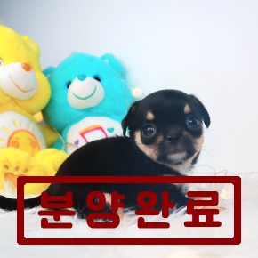 치와와