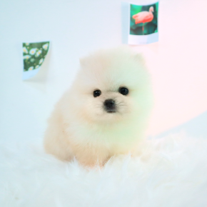 포메라니안