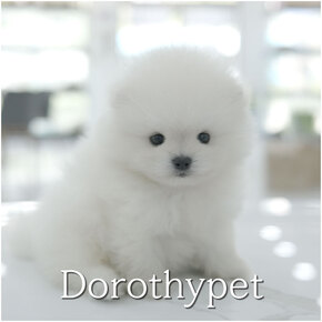 포메라니안
