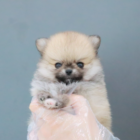 포메라니안