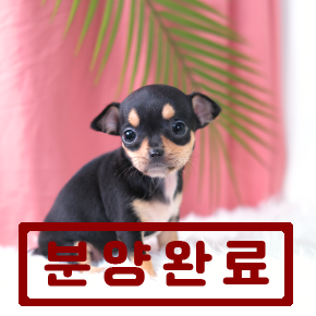 치와와