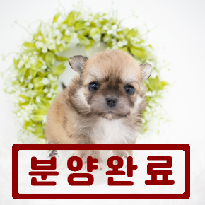 치포
