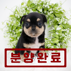 치와와