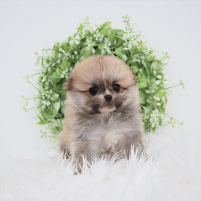 포메라니안