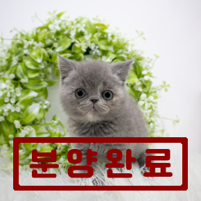 엑조틱