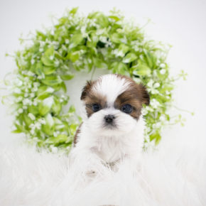 시츄