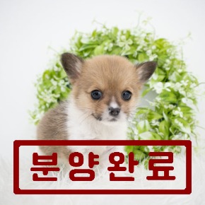 웰시코기