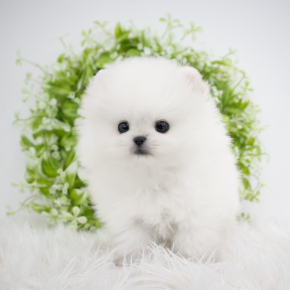 포메라니안