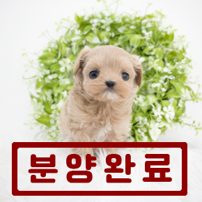 말티푸