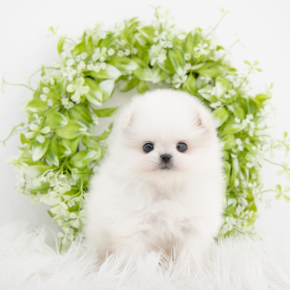 포메라니안