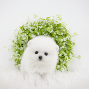 포메라니안