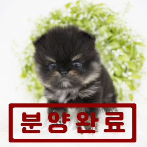 포메라니안