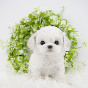비숑프리제
