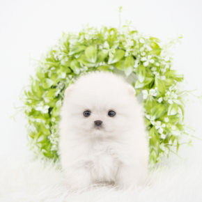 포메라니안