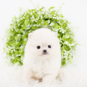 포메라니안
