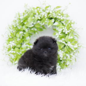 포메라니안
