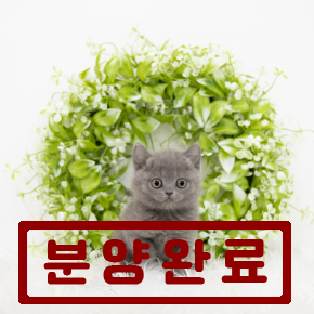 러시안블루