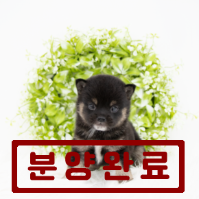 시바이누