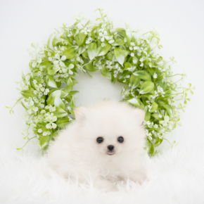 포메라니안