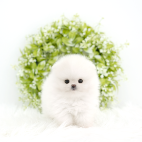 포메라니안