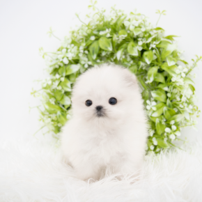 포메라니안