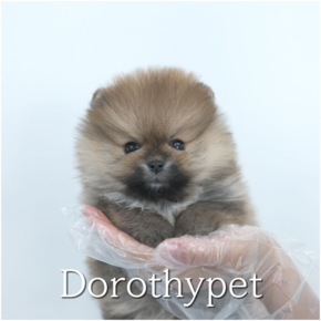 포메라니안