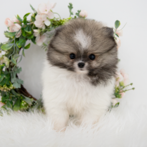포메라니안