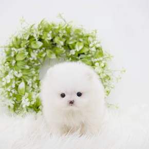 포메라니안