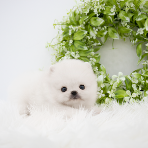 포메라니안