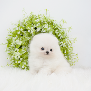 포메라니안