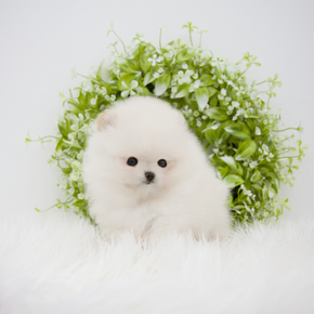 포메라니안