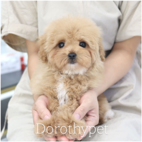 골든두들