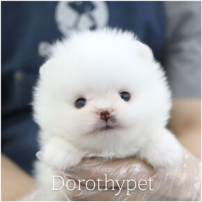 포메라니안