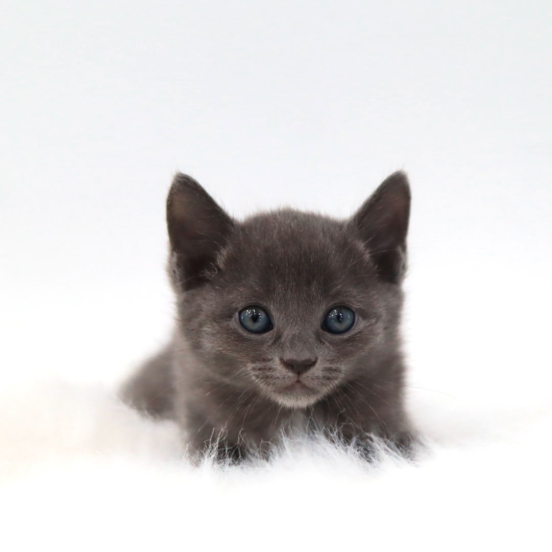 러시안블루