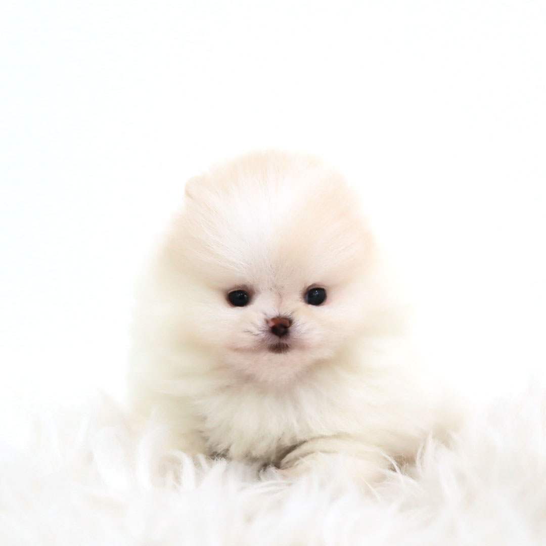 포메라니안