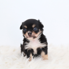 치와와