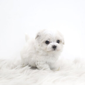 말티즈