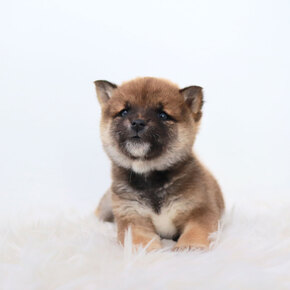 시바이누